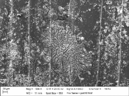 Lanistes ovum complex - 20090165, Lanistes ovum complex