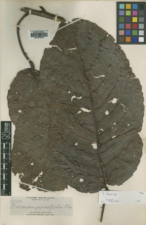 Elaeocarpus gigantifolius Elmer - BM000795241