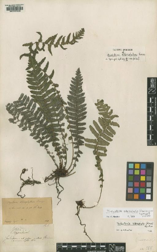 Goniopteris sclerophylla (Poepp. ex Spreng.) Wherry - BM000605246