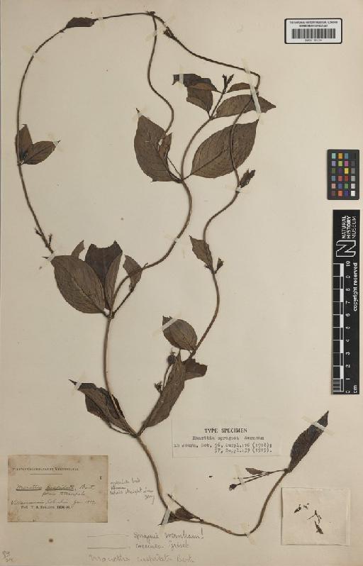 Manettia coccinea (Aubl.) Willd. - BM001191294