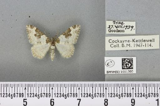Xanthorhoe fluctuata fluctuata (Linnaeus, 1758) - BMNHE_1611300_309221