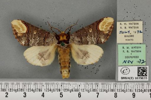 Phalera bucephala bucephala (Linnaeus, 1758) - BMNHE_1639635_208789