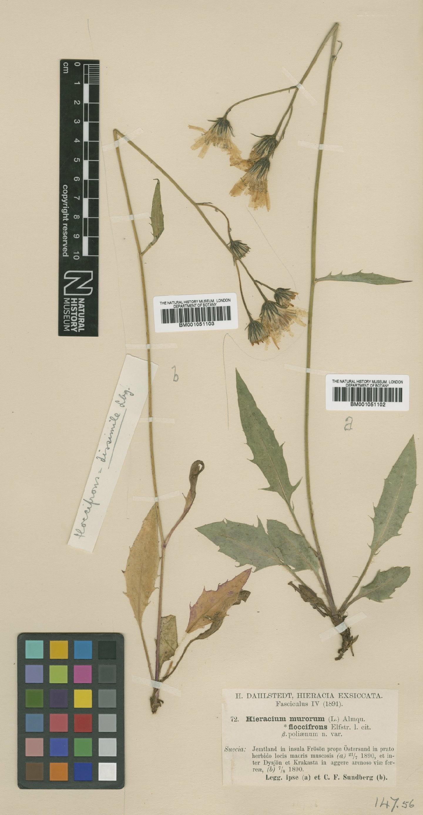 To NHMUK collection (Hieracium caesium subsp. dissimile (Lindeb.) Zahn; TYPE; NHMUK:ecatalogue:2421343)