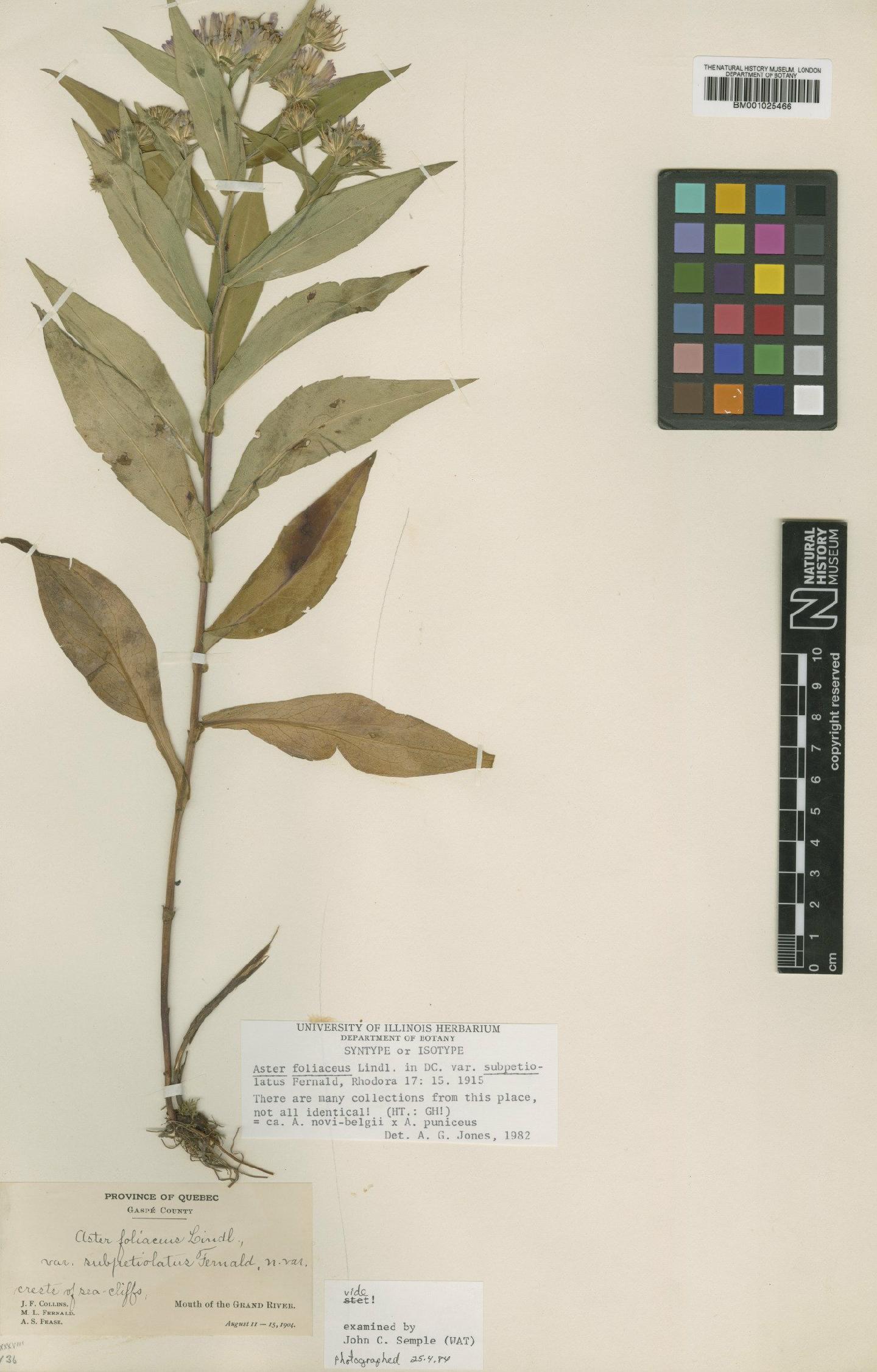 To NHMUK collection (Aster foliaceus var. subpetiolatus Fernald; Syntype; NHMUK:ecatalogue:1084349)