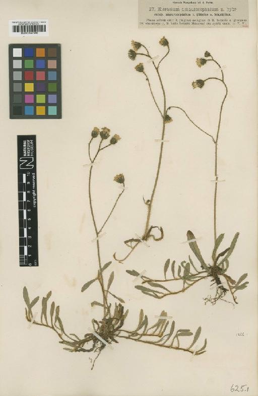 Hieracium amaurocephalum Nägeli - BM001047566