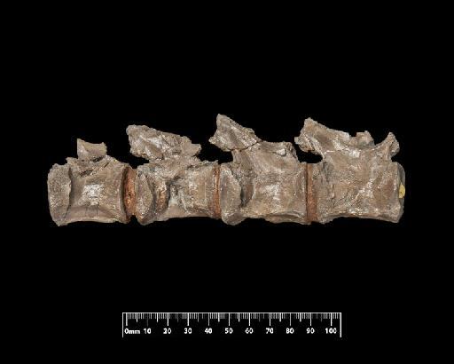 Metriorhynchus brachyrhynchus Deslongchamps - R3804-R-3804-006-22072019