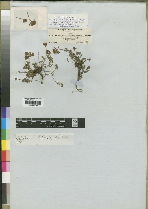 Trifolium cryptopodium A.Rich. - BM000843190