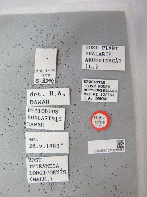 Pediobius phalaridis Dawah, 1988 - 010838494_Labels