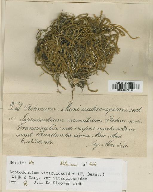 Leptodontium viticulosoides (P.Beauv.) Wijk & Margad. - BM000878188
