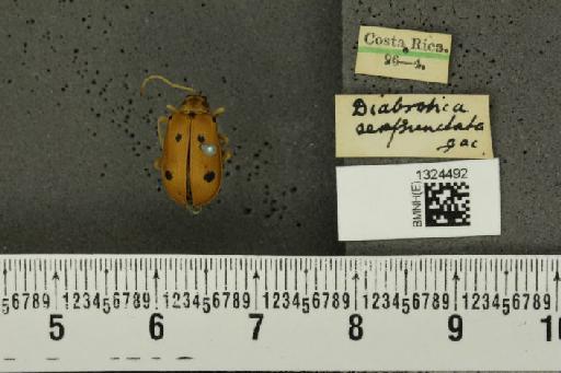 Isotes sexpunctata (Jacoby, 1878) - BMNHE_1324492_21975