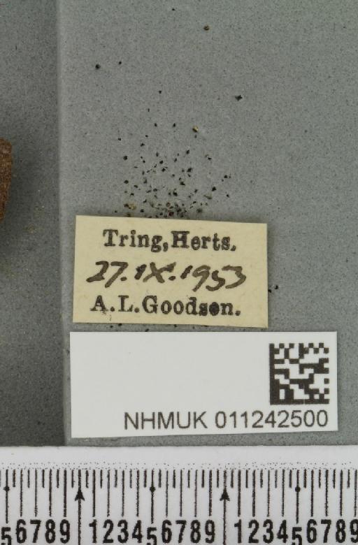 Aporophyla lutulenta (Denis & Schiffermüller, 1775) - NHMUK_011242500_label_643616