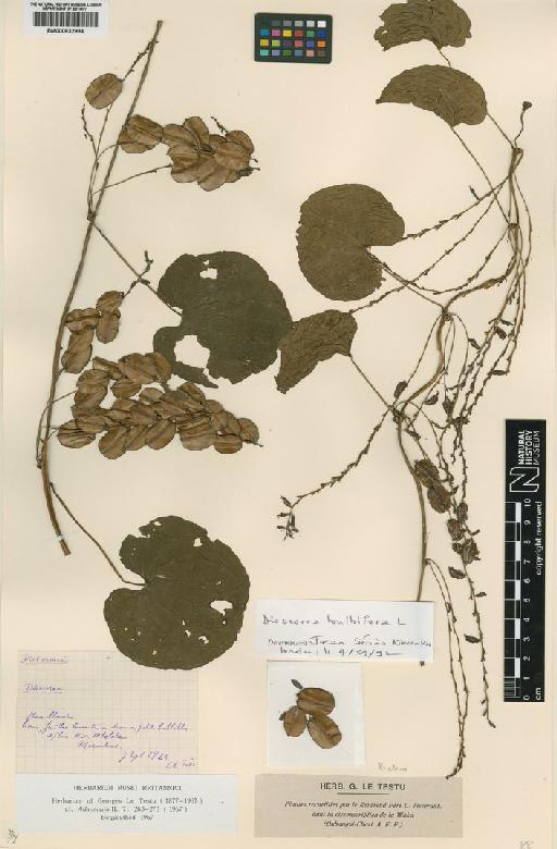 Dioscorea bulbifera L. - BM000832994