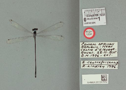 Elattoneura centrafricana Lindley, 1976 - 011247642_Elattoneura_centraficana_T_labels