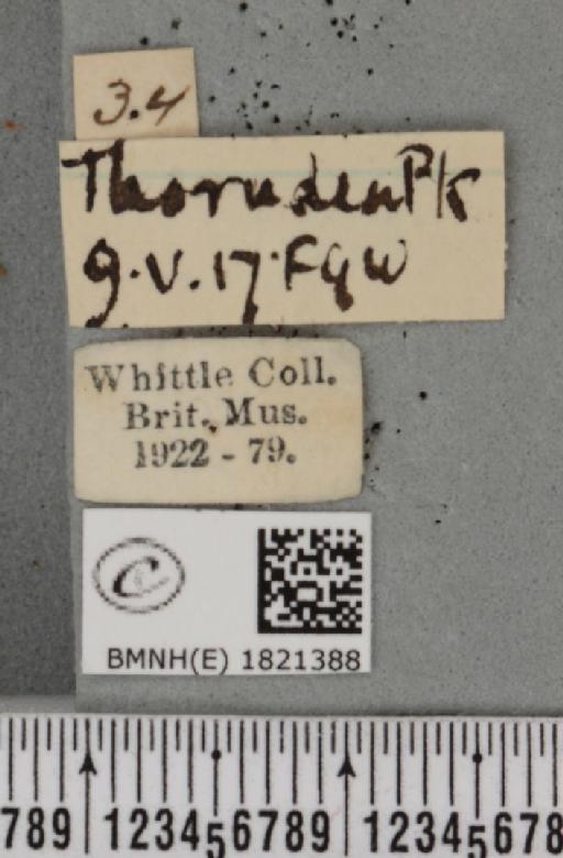Eupithecia abbreviata Stephens, 1831 - BMNHE_1821388_label_383719