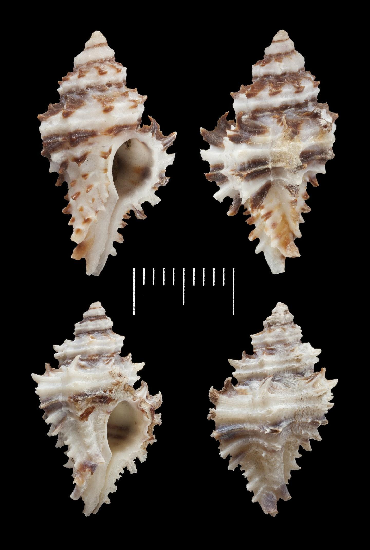 To NHMUK collection (Murex vittatus Broderip, 1833; LECTOTYPE AND PARALECTOTYPES; NHMUK:ecatalogue:2381707)