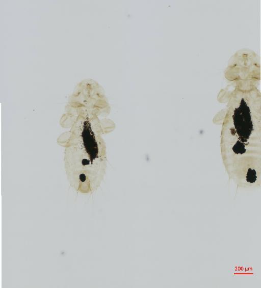 Myrsidea andyolsoni Dalgleish & Price, 2003 - 010661308__2017_07_24-Scene-2-ScanRegion1