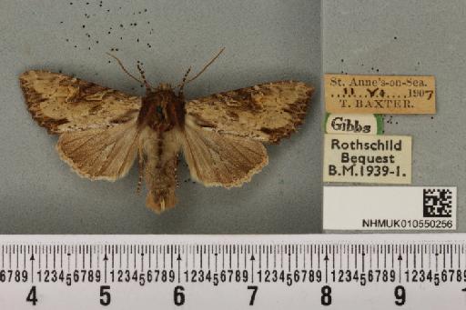 Apamea crenata ab. ochrea Tutt, 1889 - NHMUK_010550256_608866