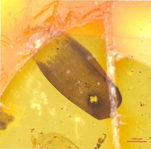 Galerucinae Latreille, 1802 - 010131553___1