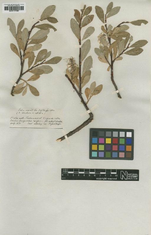 Salix retusa L. - BM001041990
