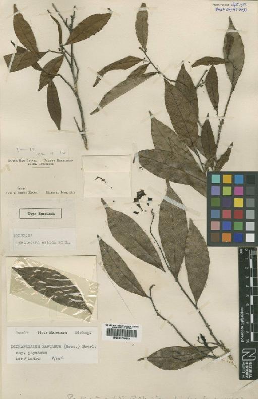 Dichapetalum papuanum subsp. papuanum (Becc.) Boerl - BM000799851