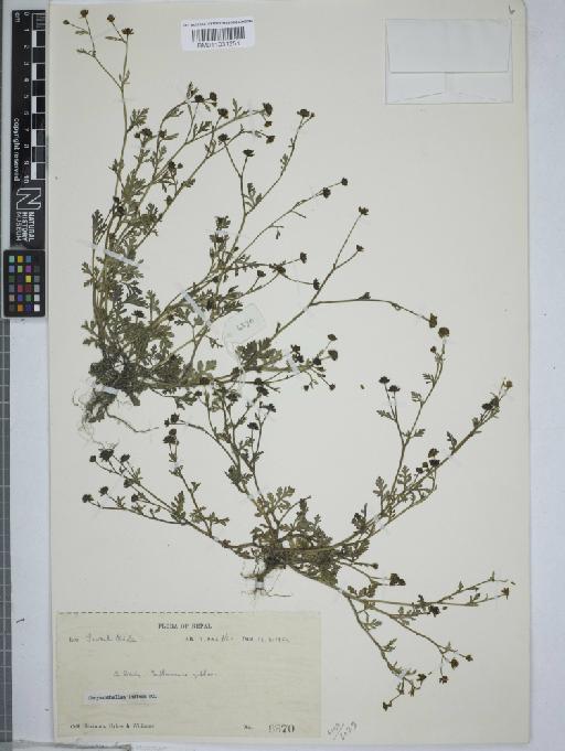 Chrysanthellum indicum DC. - 011031251