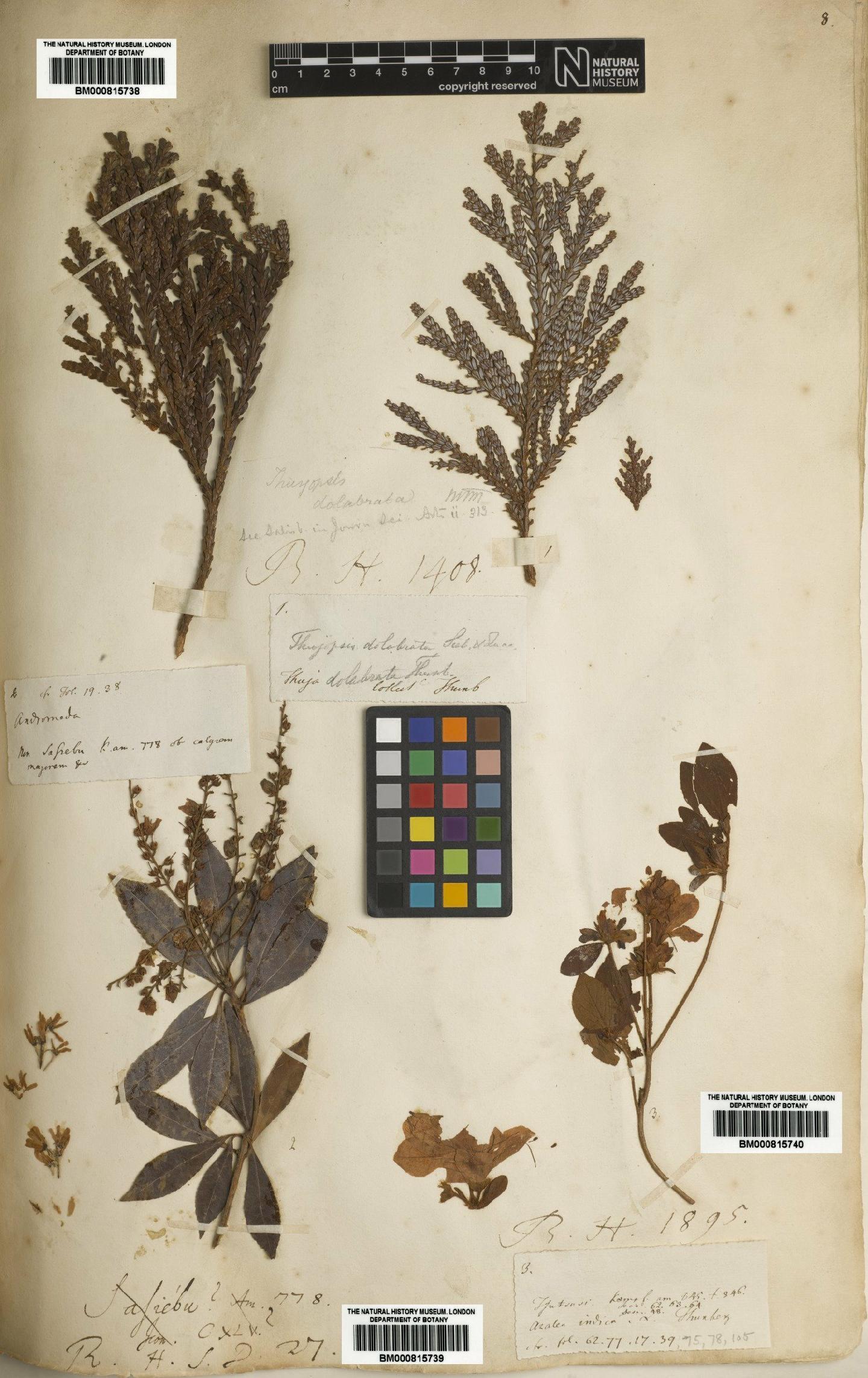 To NHMUK collection (Thujopsis dolabrata (Thunb. ex L.f.) Siebold & Zucc.; NHMUK:ecatalogue:4708765)