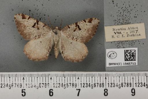 Macaria wauaria (Linnaeus, 1758) - BMNHE_1848710_422074