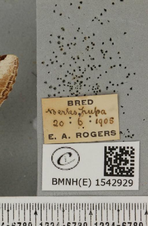 Pheosia gnoma (Fabricius, 1777) - BMNHE_1542929_label_246314