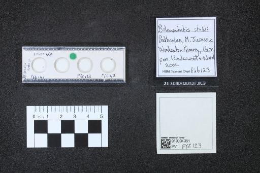 Belemnobatis stahli infraphylum Gnathostomata Underwood & Ward, 2004 - 010034381_L010040826