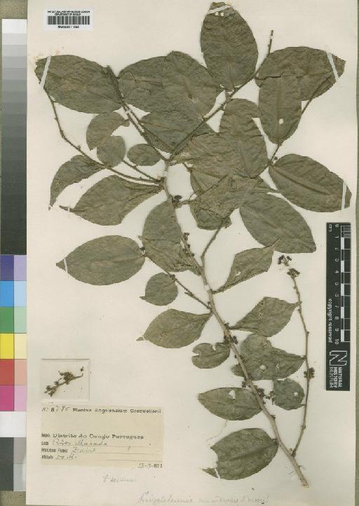 Drypetes natalensis (Harv.) Hutch - BM000911088