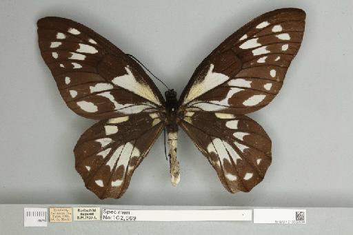 Ornithoptera victoriae rubianus Rothschild, 1904 - 013602604__