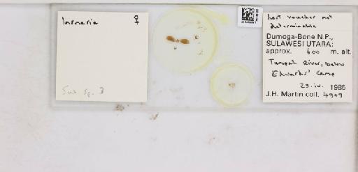 Insnesia tuberculata Crawford, 1917 - 013482881_117197_1146271_161184_NonType