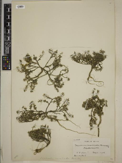 Lepidium schaffneri Thell. - BM010777871