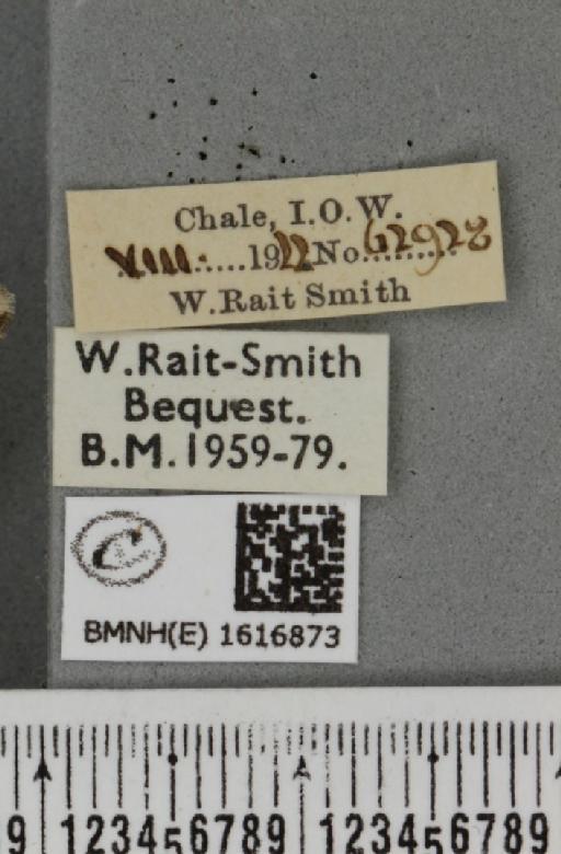 Epirrhoe galiata (Denis & Schiffermüller, 1775) - BMNHE_1616873_label_317261