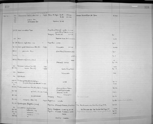 Dero quadribranchiata Cernosvitov, 1937 - Zoology Accessions Register: Annelida: 1936 - 1970: page 110
