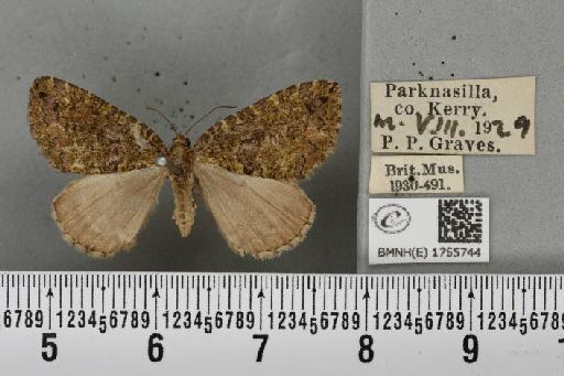 Hydriomena furcata (Thunberg, 1784) - BMNHE_1755744_329074