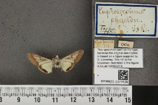 Euproserpinus phaeton Grote & Robinson, 1865 - BMNH(E) 1377426 Euproserpinus phaeton ventral and labels.JPG