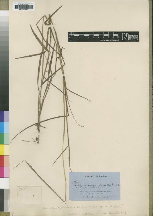 Sacciolepis leptorhachis Stapf - BM000923165