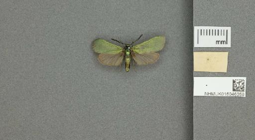Adscita (Adscita) statices statices (Linnaeus, 1758) - 015046058_775459_1082517