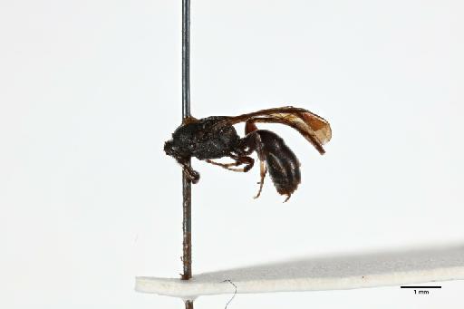 Hylaeus ogilviei Cockerell, 1932 - 014024271_lateral