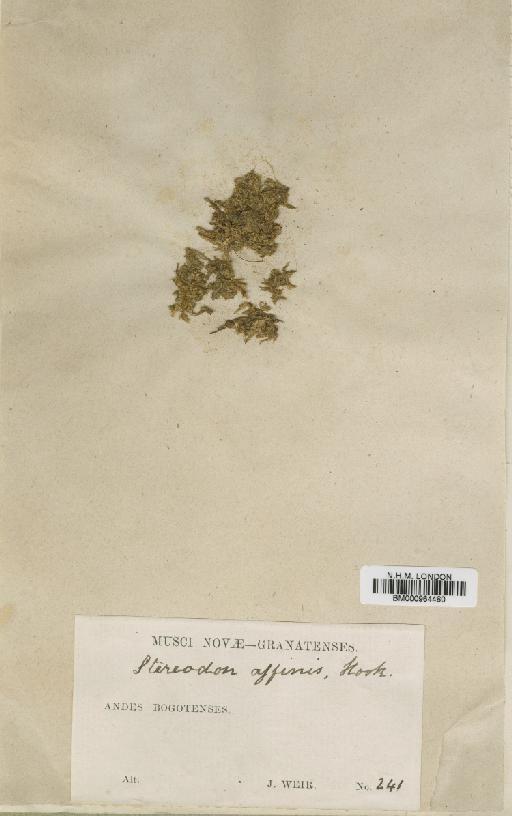 Heterophyllium affine (Hook.) M.Fleisch. - BM000964460