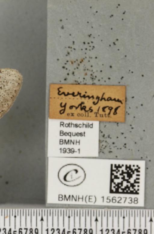 Dicallomera fascelina (Linnaeus, 1758) - BMNHE_1562738_label_256254