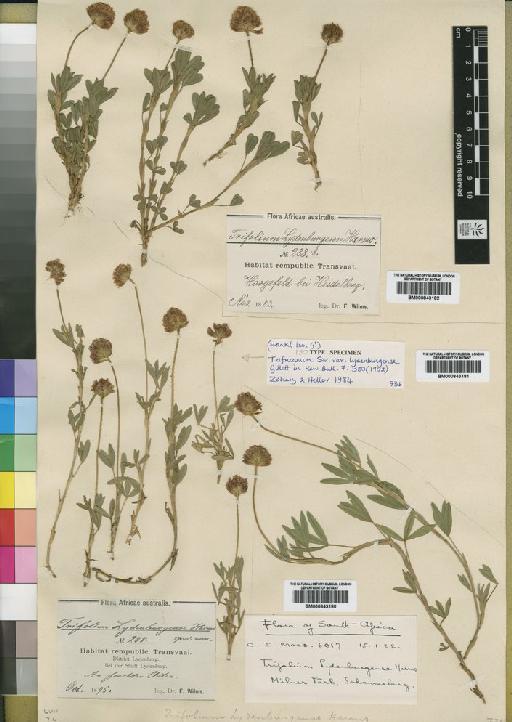 Trifolium africanum var. lydenburgense Gillett - BM000843181