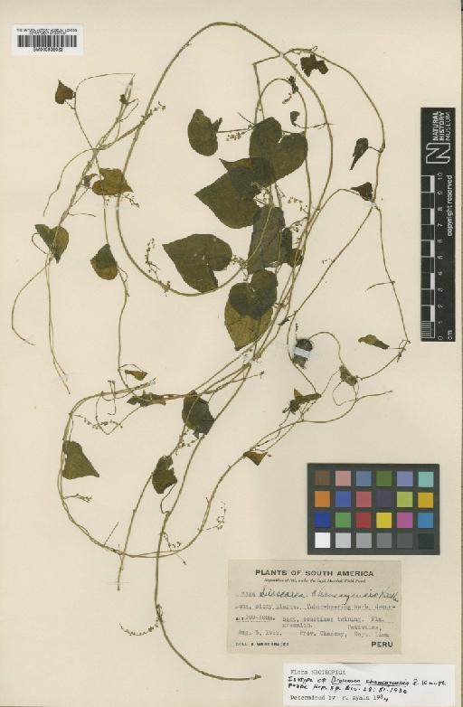 Dioscorea chancayensis R.Knuth - BM000938022