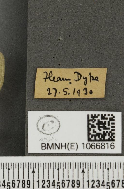 Coenonympha pamphilus (Linnaeus, 1758) - BMNHE_1066816_label_28256