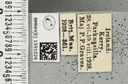 Idaea biselata (Hufnagel, 1767) - BMNHE_1591026_label_265754