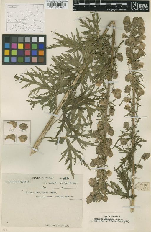 Aconitum lhasaense Lauener - BM000514322