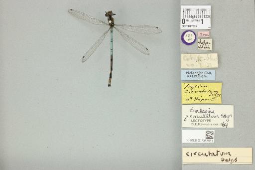 Enallagma circulatum Selys, 1883 - 013383561_dorsal