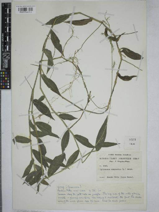 Oplismenus compositus (L.) P.Beauv. - 012547812