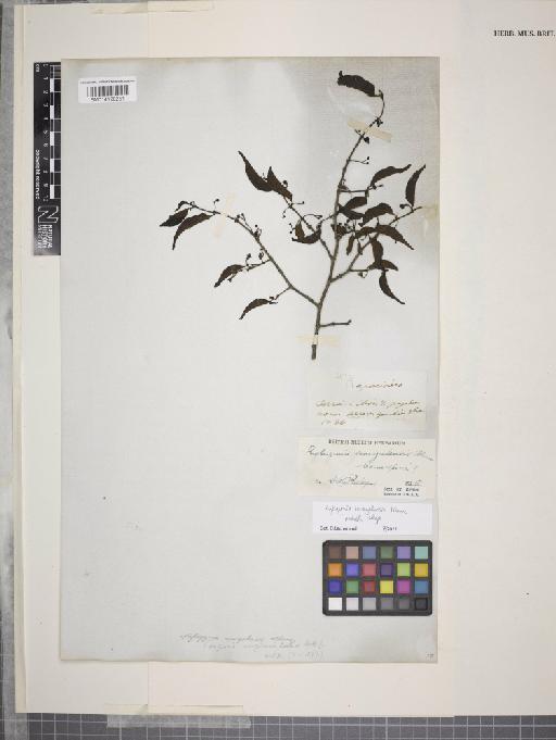 Rytigynia senegalensis Blume - 014128251